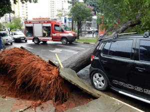 Árvore caída em Presidente Prudente-SP. Observe as raízes ramificadas sem espaço para crescimento. Foto: Erika Foglia/ iFronteira