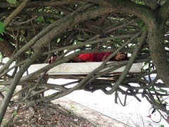 Homem dorme entre os galhos de uma árvore na zona sul do Rio de Janeiro. Foto: Fabiano Ristow/ TV Globo